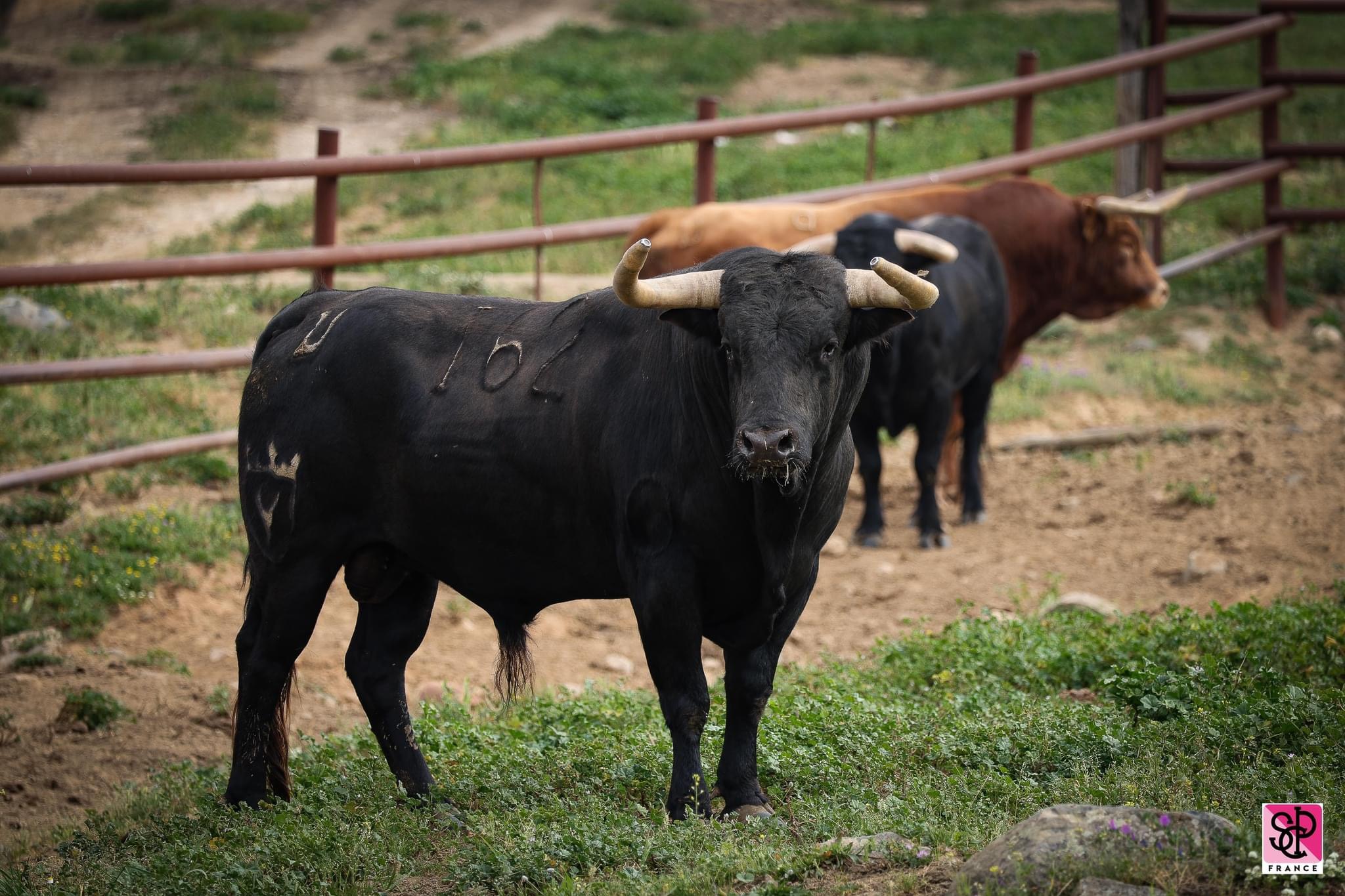 2024 - Juan Pedro DOMECQ - Toros pour la Feria de Pentecôte